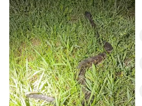 The live rattlesnake was released back into the wild.