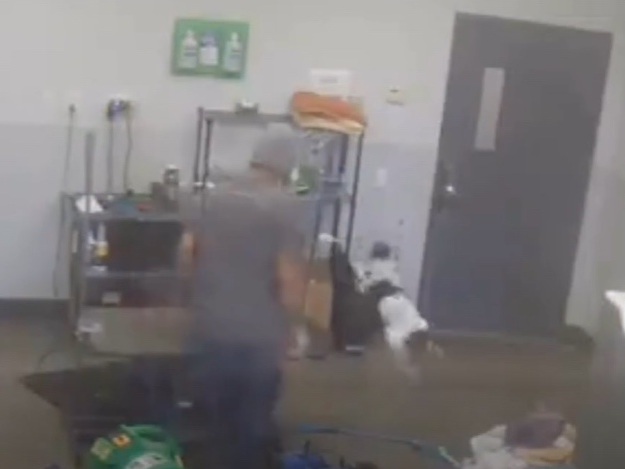 "I commend Dogtopia Daycare for taking swift action upon learning of the alleged abuse of sweet Milo,"District Attorney Susan Cacace said.