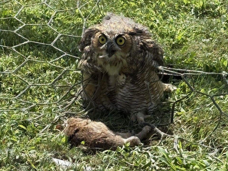 The owl was still with its freshly caught prey when the officer arrived.