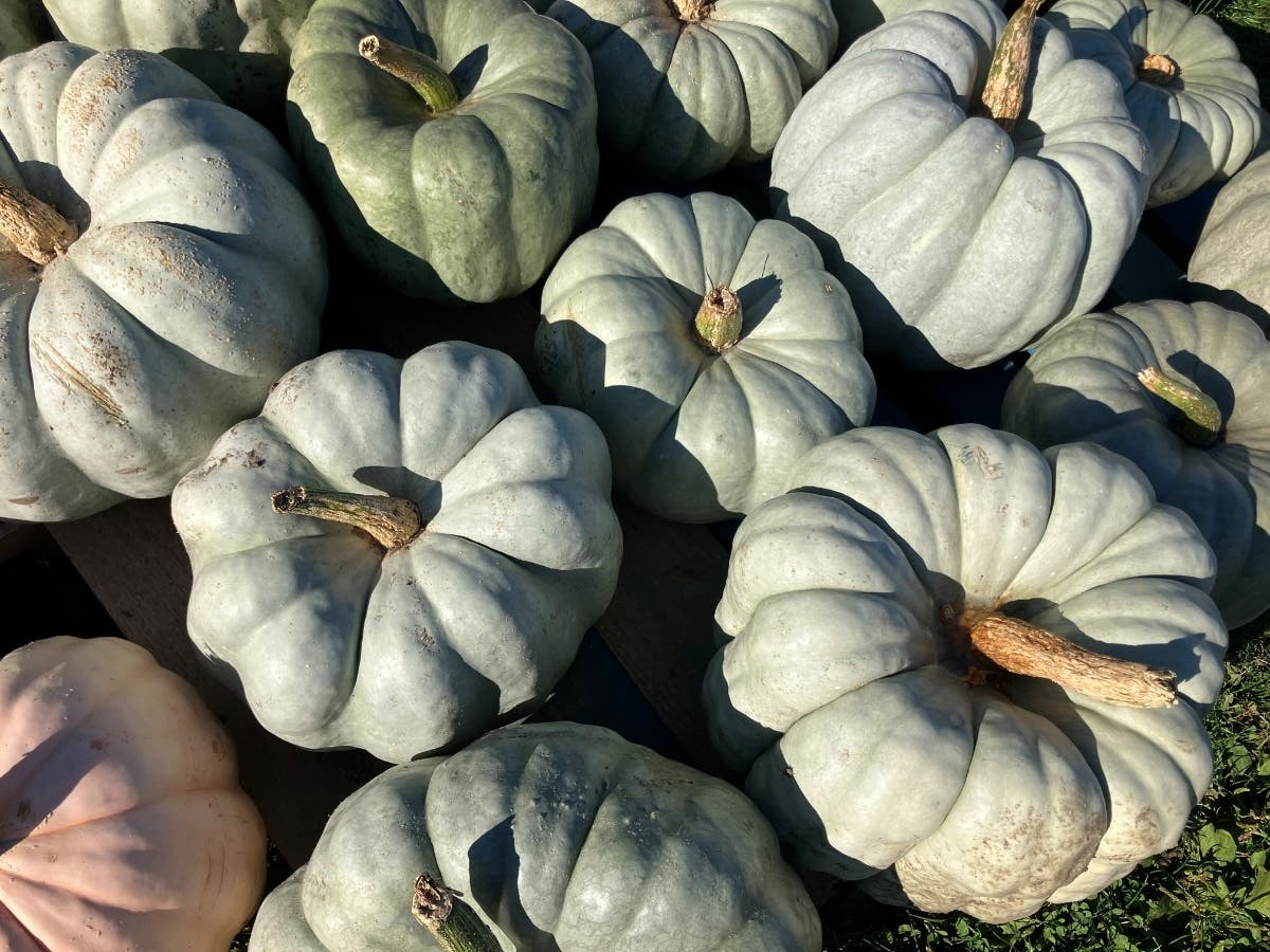 The fundraiser is tied to the nonprofit’s Garden of Love, an on-site vegetable garden established in 2010 with support from Rockland County’s Cornell Cooperative Extension Master Gardener program.