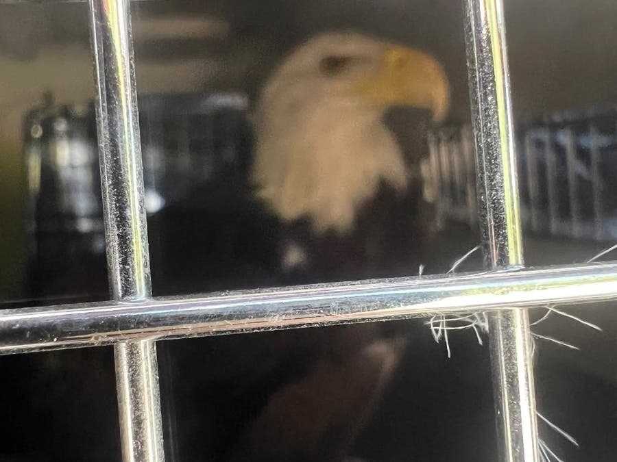 "We followed all the right steps (the protocol is different with bald eagles) to protect her and contacted a local bird rehabilitator," Goshen police said.