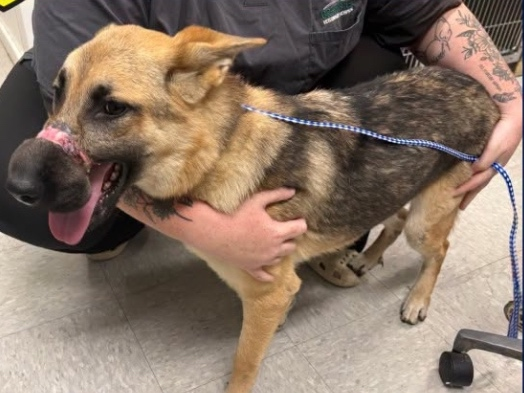 The dog remains under veterinary care.