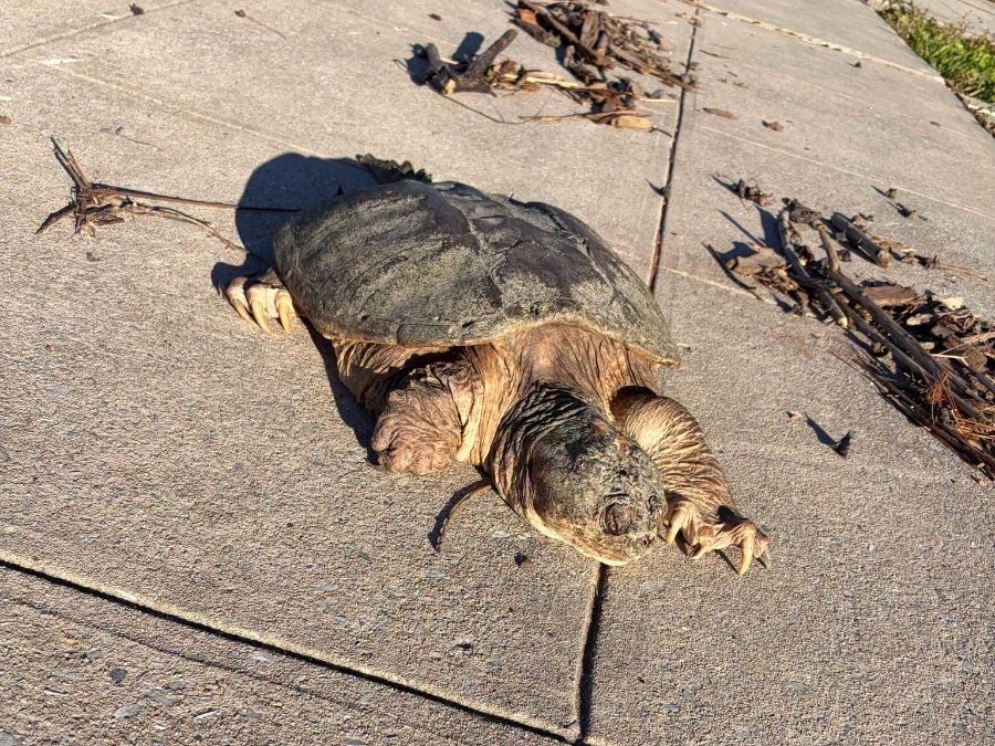Pickle Patch Animal Nation Volunteers, Animal Control Officer Helps Save 'Senior ...