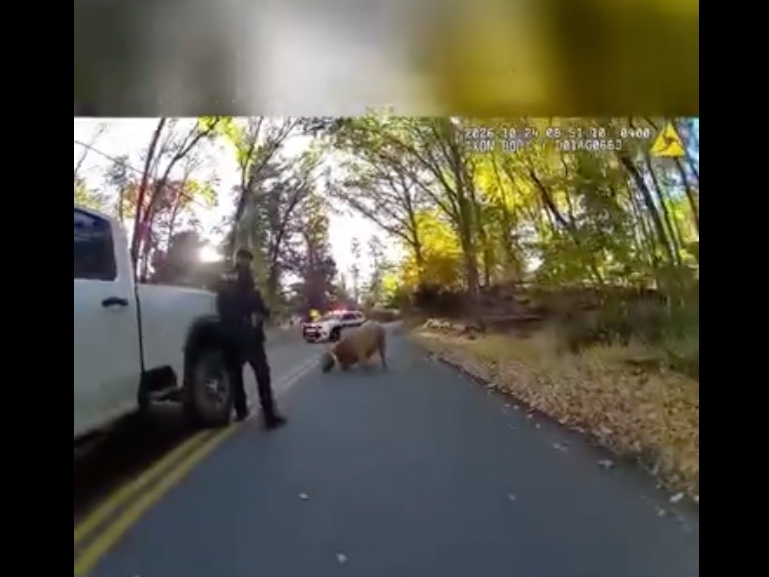 "After an udderly impressive run, she was safely roped on Belden Road and returned home to her calf," the Carmel Police Department said in a tongue-in-cheek statement on social media. "No bull. The Carmel Cowboys ride again!"