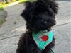Danielle Spence's dog Cali Spence
