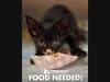 Peggy Adams Animal Rescue League Launches Second Annual Fall Pet Food Drive 