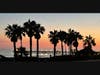 Sunset through the Palms