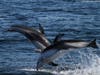 Pacific white sided dolphins