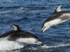 Pacific white sided dolphins