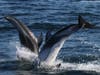 Pacific white sided dolphins