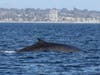 Fin whales spotted on Oceanside Adventures Whale Watching Cruise in January 2022.