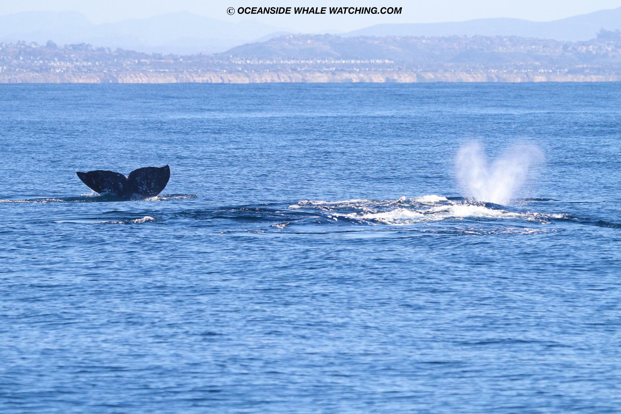 Heart Shaped Whale Blows