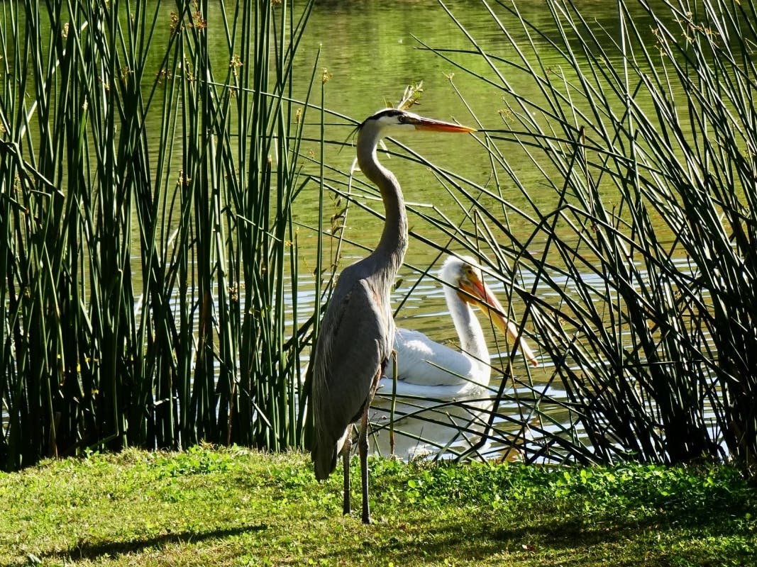 Birds At Libby Lake City Park
