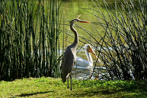 Birds At Libby Lake City Park