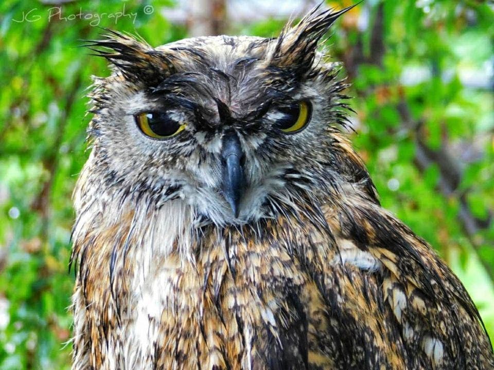 Beautiful Owl Just Chillin