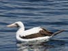 Rare Booby Sea Birds