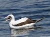 Rare Booby Sea Birds