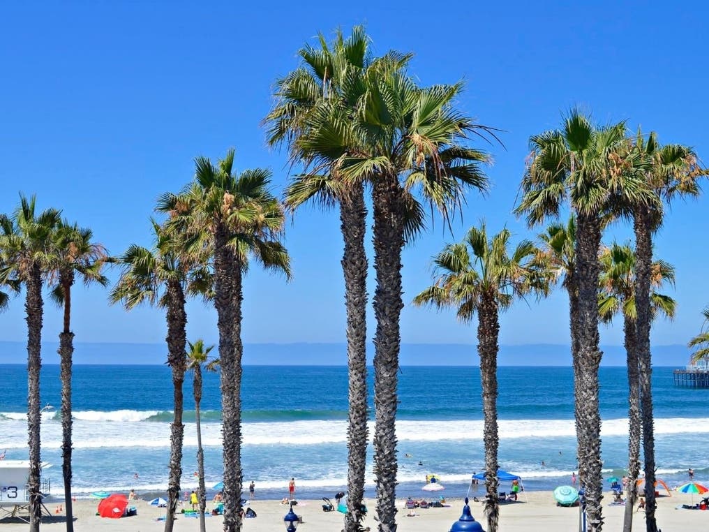 Beyond The Palm Trees - Morning Ocean View