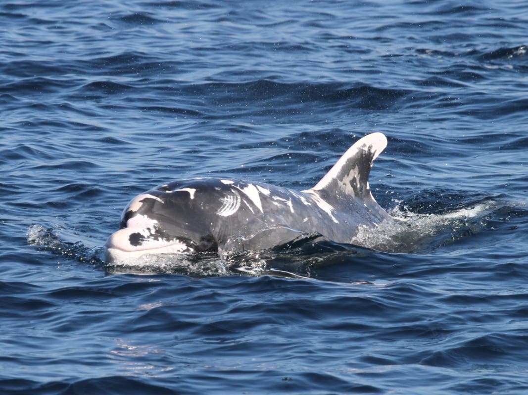 Patches, the leucistic offshore bottlenose dolphin on a recent visit to Oceanside.