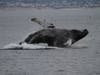 Humpback whale breaching near the cost of Oceanside