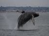 Humpback whale breaching near the cost of Oceanside