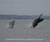 Rare Double Breach of two Humpbacks