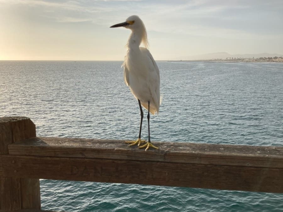 Bird at the Oceanside Harbor