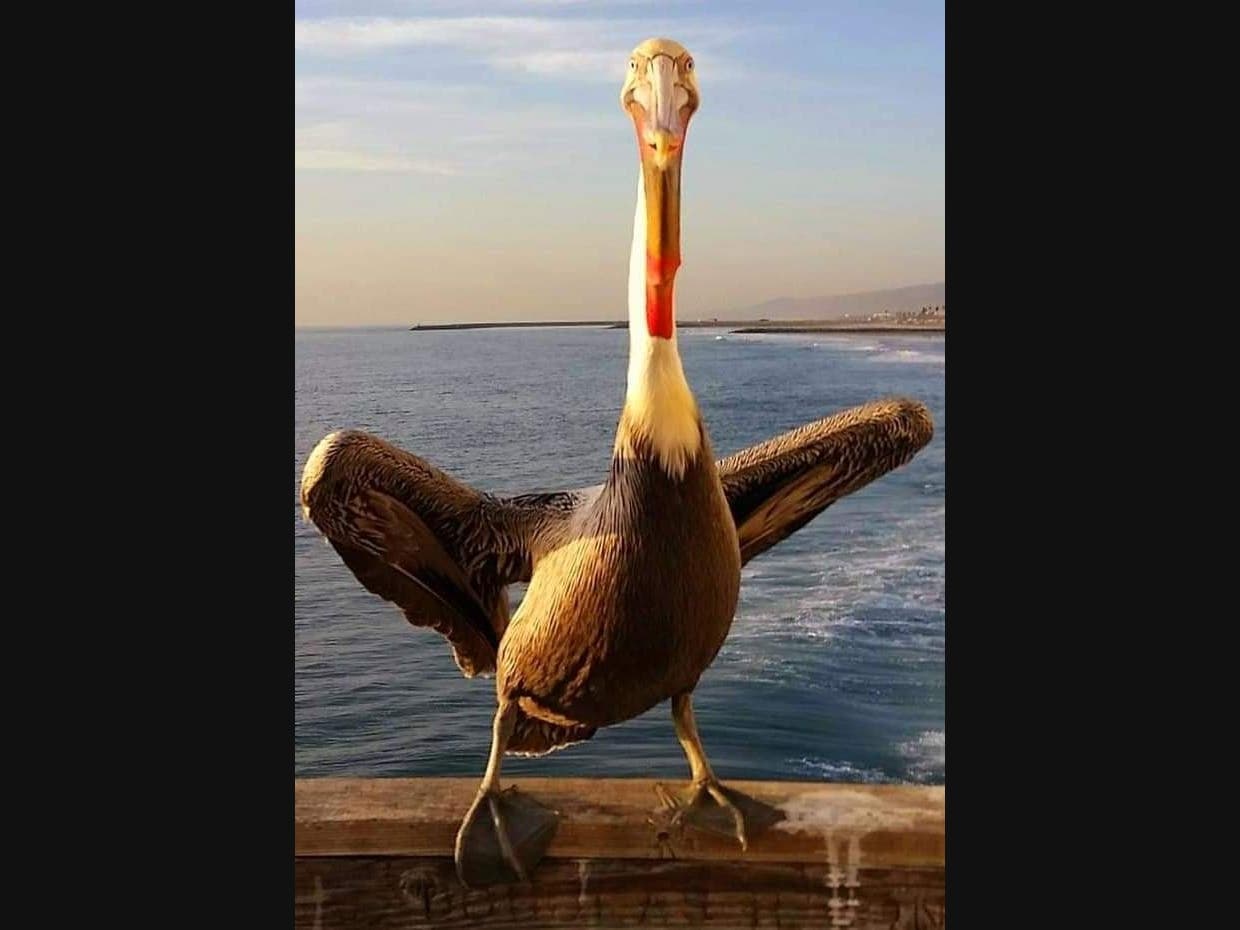 Pelican Posing