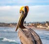 Your friendly posing pelican at the Oceanside pier