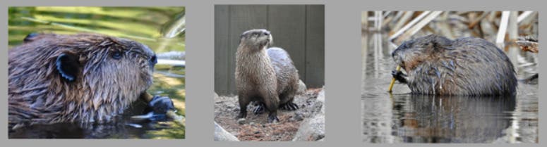 Semi-Aquatic Mammals of the Nashua River and Merrimack River Watersheds