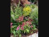 2020 Garden winner