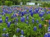 For daily bluebonnet updates, contact the Ennis Welcome Center at (972) 878-4748 or follow Visit Ennis, Texas on Facebook, Instagram and Twitter. 