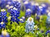 Bluebonnets in Ennis are expected to peak during the Bluebonnet Festival. 