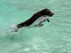 Admission is $19.99 per person (or $10 per person for Hawaiian Falls season pass holders) which includes up to two dogs.