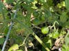 This garden offers more than fresh produce. It provides an opportunity for the Men of Nehemiah to slow down, work with their hands, and experience the healing beauty of nature.