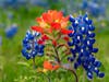 The Ennis Bluebonnet Festival will feature an array of events and live music, in addition to a breathtaking display of Texas bluebonnets across 40 miles of pathways. 