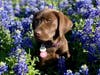For daily bluebonnet updates, contact the Ennis Welcome Center at (972) 878-4748 or follow Visit Ennis, Texas on Facebook, Instagram and Twitter. 
