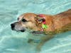 Admission is $19.99 per person (or $10 per person for Hawaiian Falls season pass holders) which includes admission for up to two dogs. Everyone must pre-register online at https://www.mansfieldtexas.gov/2010/Lucky-Luau-at-Hawaiian-Falls