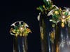 Bloom Where You’re Planted at night. The twinkle lights release the secrets and dreams into the night sky above the Sonoran Desert.