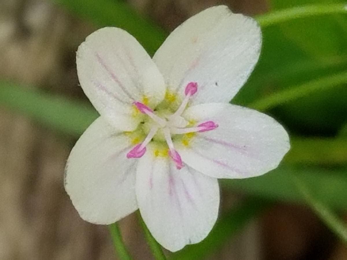 Free "Signs of Spring" Native Plant Walk