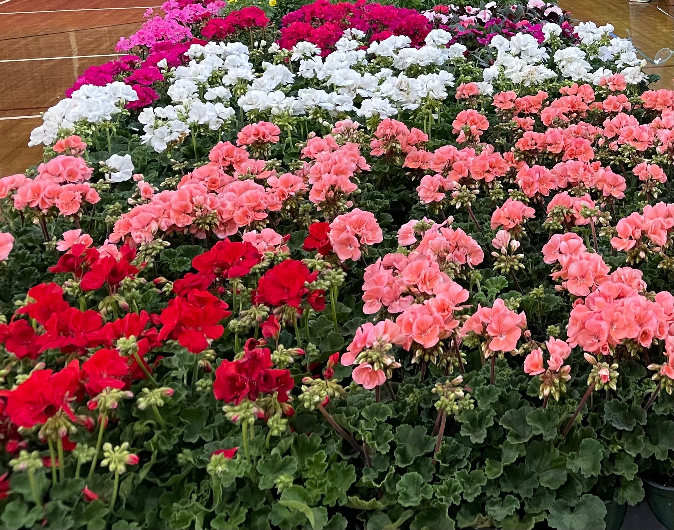 Plant Sale!  The Garden Club of Old Greenwich 