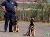 VIPD K9 officers during a training exercise. 