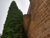 A large slate along the sloping side of the chimney is hanging by a thread. In this photo, the slate is the pizza-slice shape between the bush and the brick. It's come unhinged. Look out, below! [UPDATE: The repair was completed mid-September]