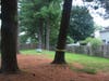 GRAPHIC 4. Residents have begun placing yellow CAUTION/CUIDADO tape on the HOA-owned trees that threaten their houses and lives. (View looking north from Quail Valley Blvd. and Quail Valley Drive.) The HOA pruned these trees incorrectly.
