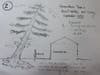 GRAPHIC 2. The HOA removed the lower branches  (A and B), which signaled the tree to grow faster at the top. During the cut, the crew leader "explained" to me that lower limbs were "too long, hold snow, and break." Yes they do, but this cut is wrong.