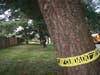 GRAPHIC 5. Trees lean toward the backs of houses along Quail Valley Drive. Residents place yellow CAUTION/CUIDADO tape ... and contact the state's attorney. Why aren't these hazards the #1 HOA budget priority? (View looking south from Quail Valley Blvd.)