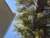 Here is the pine tree AFTER trimming today. A few branches are gone. The tree still extends perhaps 25 or 30 feet over the roof.  Photo 2 (click right arrow) shows damage in June 2012. Same house, same tree. The danger is very real. 
