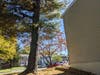 ... they could be crushed when the tilting tree finishes falling. See the tilt? Human life is endangered here. Other examples of hazardous trees in Quail Valley include ... (photos at right) ... 