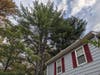 The trunk of this pine splits into two trunks, and then splits again above the gutter line. This family has repeatedly requested that the QV HOA remove this cluster of hazardous HOA-owned trees on Bobwhite Circle. 