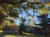 Distant view of the same tree, center of photo. The top of the white pine broke off at some time in the past, and now multiple limbs emerge from that spot. Healthier white pines at right (and another in front) have a single trunk all the way to the top. 